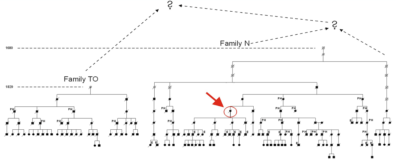 albero genealogico