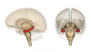 anatomia dell'ippocampo