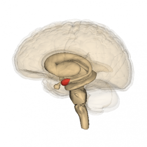 amigdala nel cervello