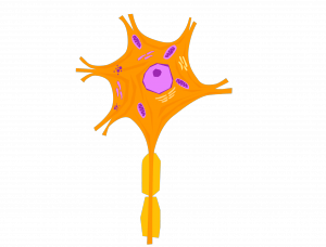 neurone