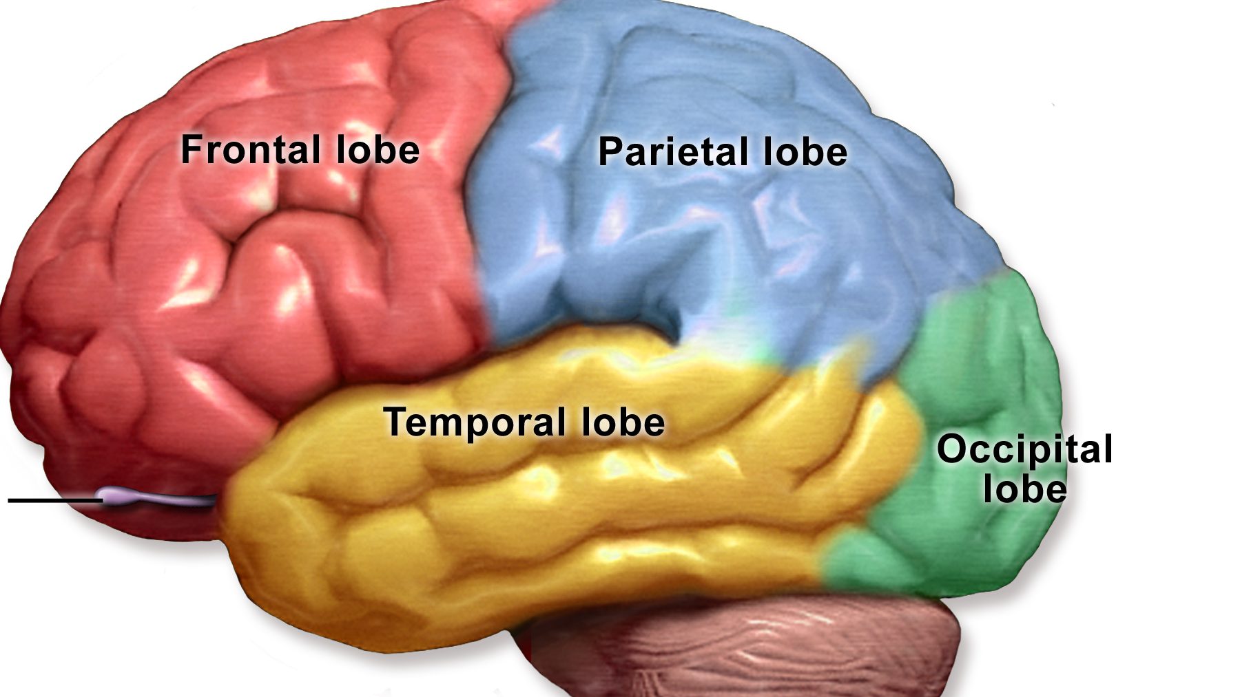 lobi cervello