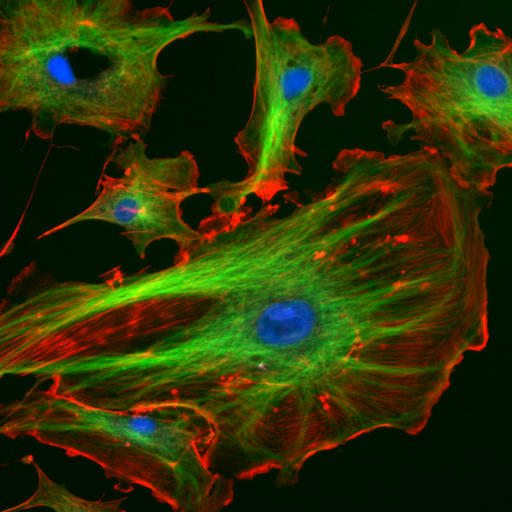 cellule fluorescenti