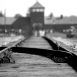 binari auschwitz