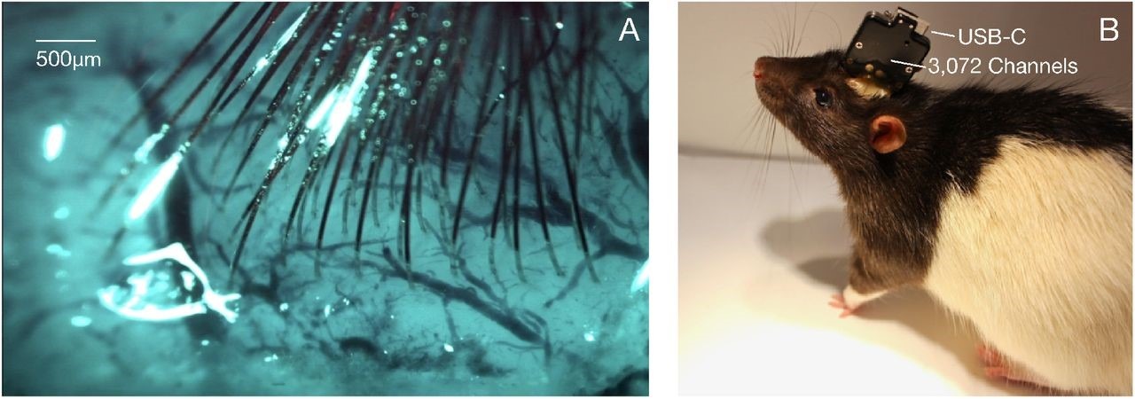 (A) Elettrodi impiantati nel cervello di un topo. (B) Visione esterna del chip ASIC con uscita USB-C.