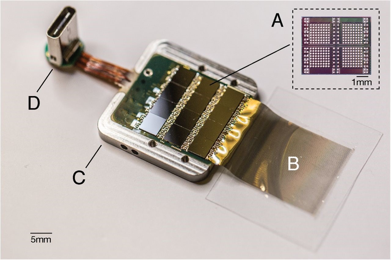 Dettaglio del sensore utilizzato per raccogliere e decifrare il segnale elettrico registrato dagli elettrodi. È possibile notare i 12 chip ASIC in grado di raccogliere i dati di 256 canali ciascuno e i fili contenenti gli elettrodi che verranno impiantati nel cervello (B). Il sensore è racchiuso in un gusto di titanio (C) e ha in uscita un connettore digitale USB-C (D).