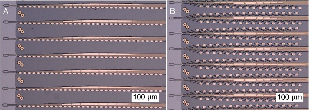 Elettrodi in polimero sviluppati da Neuralink. A. 32 elettrodi disposti linearmente a 50 μm di distanza. B. 32 elettrodi disposti “ad albero” a 75 μm di distanza.